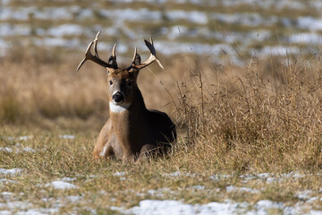 Male white-tailed deer (Odocoileus virginianus) in autumn