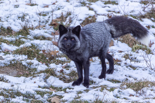Silver fox, black fox or blue fox is a melanistic form of the red fox (Vulpes vulpes)