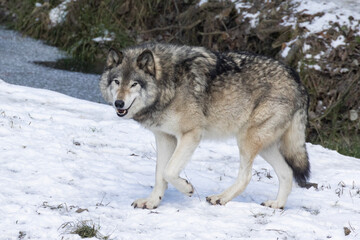 Naklejka premium northwestern wolf (Canis lupus occidentalis) winter portrait