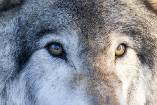 northwestern wolf (Canis lupus occidentalis) winter portrait