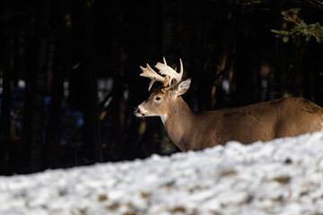 Male white-tailed deer (Odocoileus virginianus) in autumn