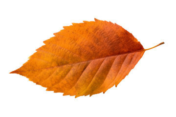 Autumn leaf isolated transparent png