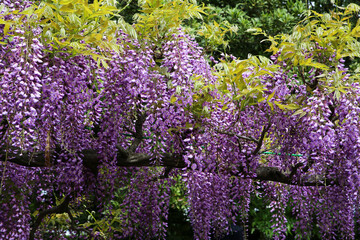京都鳥羽水質保全センターの満開の藤の花