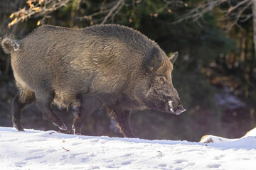 wild boar (Sus scrofa), also known as the wild swine in winter