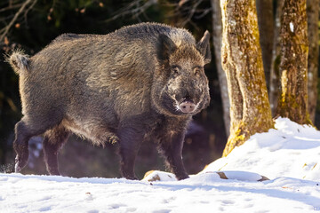 wild boar (Sus scrofa), also known as the wild swine in winter