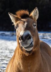 Przewalski's horse (Equus ferus przewalskii or Equus przewalskii ) Mongolian wild horse or Dzungarian horse in winter