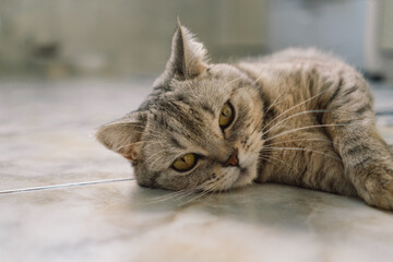 Portrait of a beautiful cat. Cute Cat Portrait. Happy Pet. Gray Scottish Straight cat sleeping.Home scene
