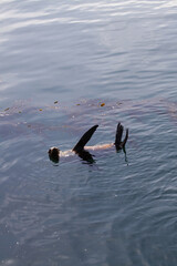 Lone Sea Lion In Ocean With Flippers Up Out Of Water