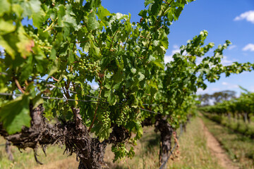 Fototapeta na wymiar A Beautiful Perspective of Vineyard Rows at a Winery Under a Sunny Blue Sky
