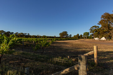 Fototapeta na wymiar Dawn's Early Light Reveals Vineyard Paths and Glamping Tents Amongst the Vines