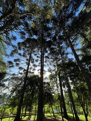 Araucária 