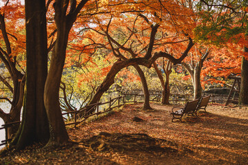 아침빛이 들어오는 가을풍경