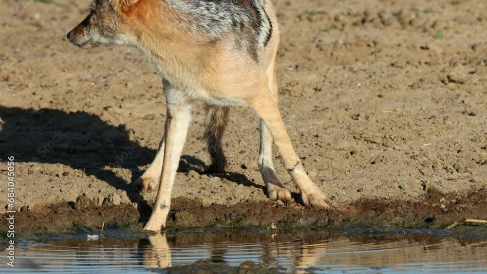 Wall mural A black-backed jackal (Canis mesomelas) drinking at a waterhole, Kalahari desert, South Africa