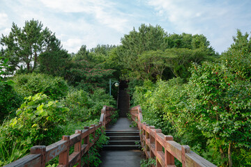 Jungmun Beritne Oreum Olle Trail green forest road in Jeju Island, Korea