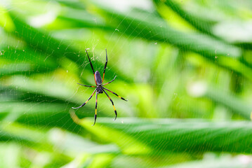 Nephila spyder and web in nature and garden