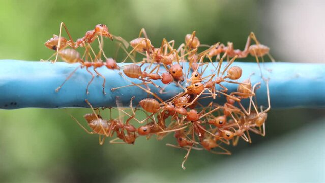 A group of red ants is biting another ant, with secrete under his bum, to separate its body parts