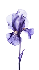 Zelfklevend Fotobehang Purple iris on a white background. © Наталья Зюбр