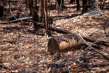 Burnt and blackened ground after bushfire with a metal barrel in Victoria Australia.