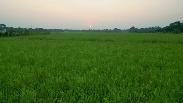 sunset drone going up at green rice paddy field, revealing beautiful landscapes under an orange sunset sky, Low angle aerial view of green rice paddy meadow during sunset, Green rice paddy field
