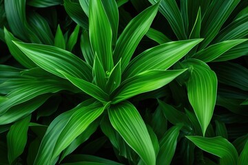 Green tropical plant close up