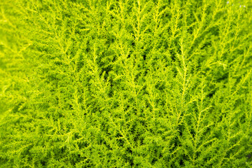 Closeup of feathery yellow green foliage of a Lemon Cyprus tree, as a nature background
