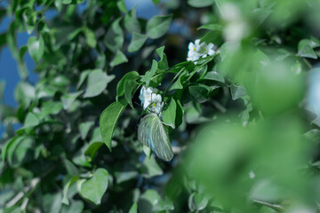  the more beautiful the flower is.Close-up of butterflies on field. A beautiful Glassy Bluebottle butterfly in the nature background.Close-up of butterfly pollinating on flower.