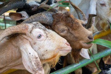 Goats in wooden shelter of goat farm