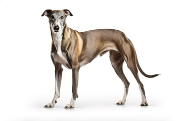 Obraz premium Image of greyhounds dog on white background. Pet. Animals.