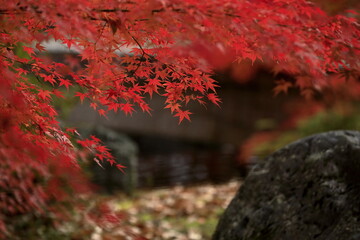 日本の秋の紅葉