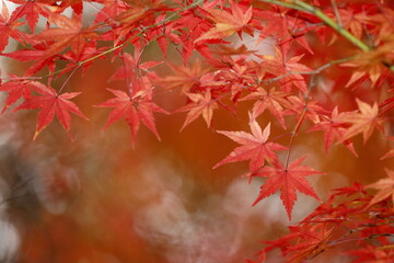 日本の秋の紅葉