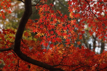 日本の秋の紅葉