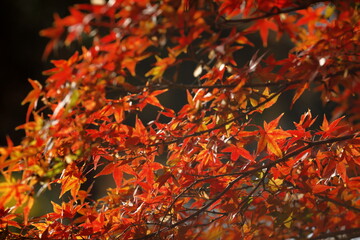 日本の秋の紅葉