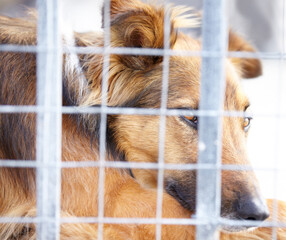 Animal shelter, cage and sad dog in sanctuary waiting for adoption, foster care and rescue. Pets,...