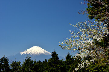 絶景富士山と新緑の高松山