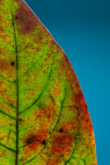 Autumn leaves -Winter foliage - Kaki leaf