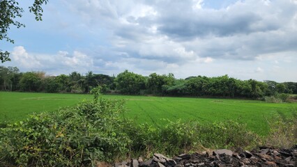 Fototapeta na wymiar Rice green leaf plant with coconut tree blue sky and clouds