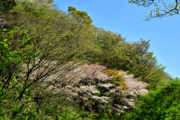 満開の桜に出会える最明寺史跡公園（至福の春の時間）