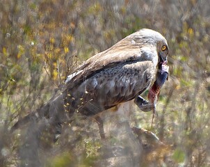 Short toed snake eagle eating black cobra 