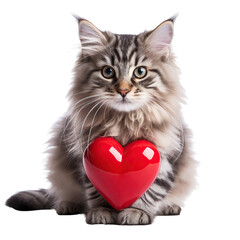 Cat holding a red heart isolated on white background