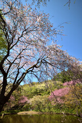 満開の桜に出会える最明寺史跡公園（至福の春の時間）