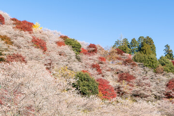 四季桜と紅葉（愛知県豊田市　川見四季桜の里）