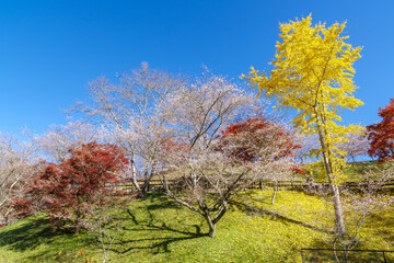 四季桜と銀杏とモミジ（愛知県豊田市　小原ふれあい公園）