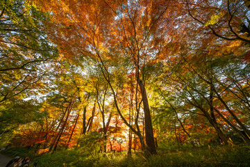 Obraz premium 日本の秋、森のカラフルな紅葉、午後の日差しの木漏れ日