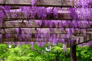 京都鳥羽水質保全センターの満開の藤の花 - obrazy, fototapety, plakaty