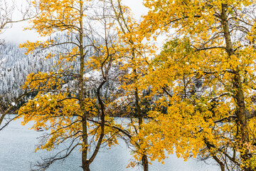 autumn bright tree against the backdrop of a snowy mountain landscape of the Kolsai lakes - a system of three lakes in the northern Tien Shan, in the Kolsai gorge, Kazakhstan