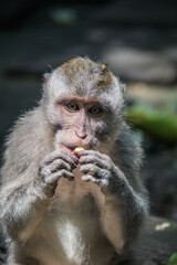 Macaque WilfLife: Exploring the Monkey Forest in Ubud, Bali