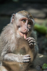 Macaque WilfLife: Exploring the Monkey Forest in Ubud, Bali