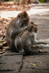 Macaque WilfLife: Exploring the Monkey Forest in Ubud, Bali