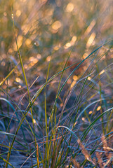 Dewdrops on the Europe Bay, Lake Michigan shore glare out in early morning sunrise light, Newport State park, Door County, Wisconsin - 684071895