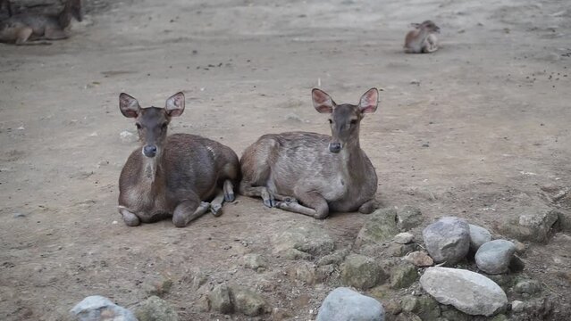 Sunlit red deer, cervus elaphus, deer with new growing antlers facing the camera in summer nature.